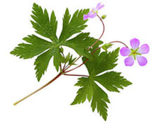 Cargar imagen en el visor de la galería, BOTONIC Moisturizer