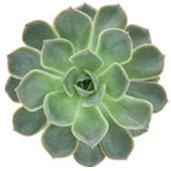 Cargar imagen en el visor de la galería, BOTONIC Wash